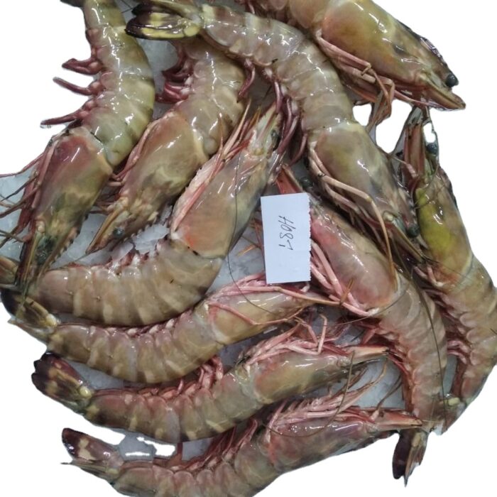 Frozen Shrimps - Image 2